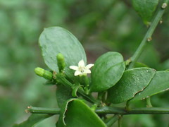 Osyridicarpos schimperianus