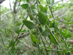 Osyridicarpos schimperianus