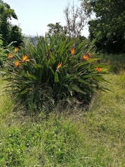 Strelitzia reginae reginae