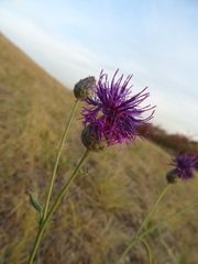 Centaurea scabiosa adpressa