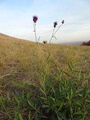 Centaurea scabiosa adpressa