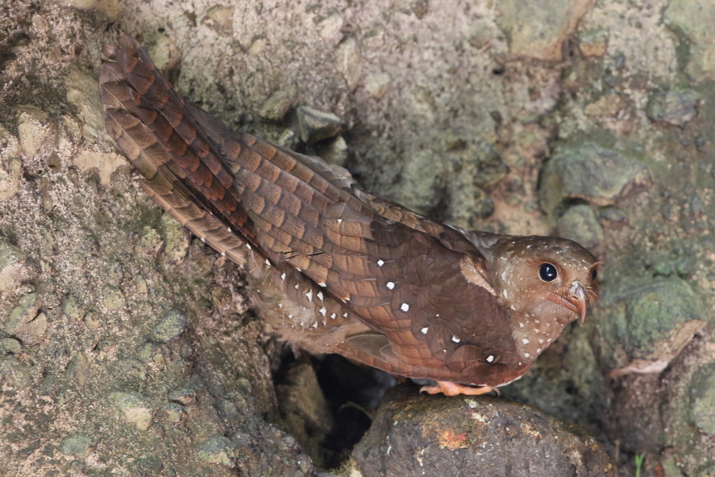 Oilbird