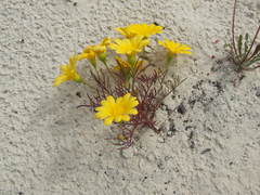 Steirodiscus tagetes