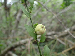 Osyridicarpos schimperianus