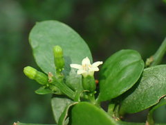 Osyridicarpos schimperianus