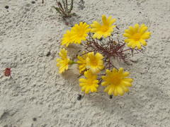 Steirodiscus tagetes