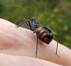 Rhynocoris tristis