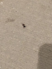 Camponotus floridanus