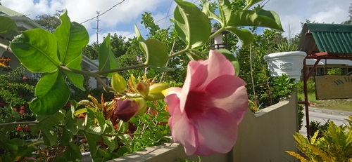 Allamanda blanchetii image