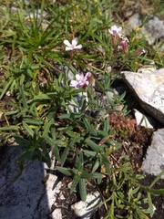Silene linnaeana