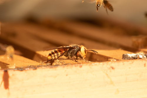 Northern giant hornet