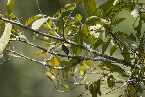 Sooty-headed Tyrannulet (Phyllomyias griseiceps), photo 9