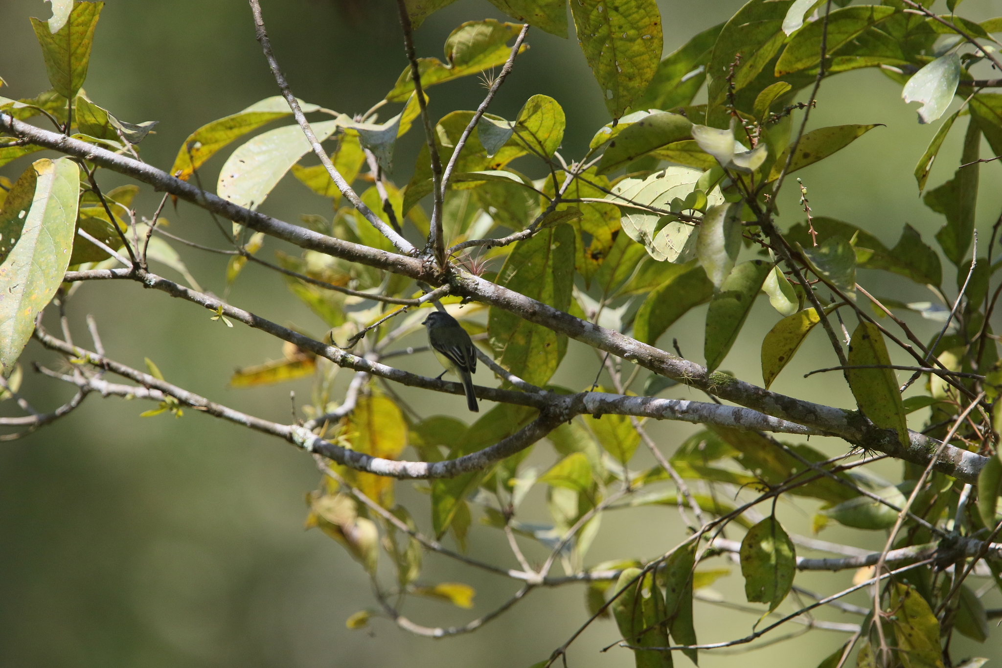 Sooty-headed Tyrannulet illustration