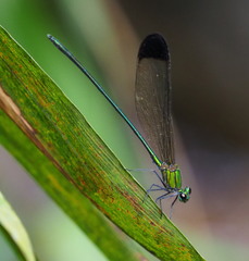 Vestalis nigrescens