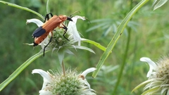 Chauliognathus profundus