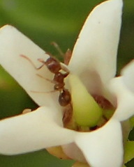 Monomorium australe