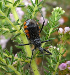 Rhynocoris tristis