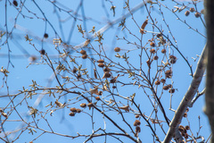 Alnus hirsuta sibirica