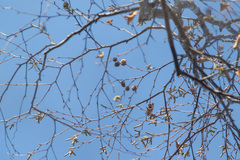 Alnus hirsuta sibirica
