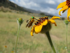 Esenbeckia