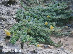 Crotalaria similis