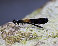 Aristocypha fenestrella