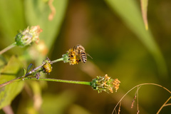 Apis cerana japonica