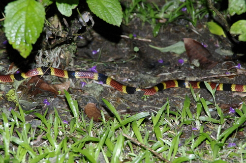 Micrurus mosquitensis