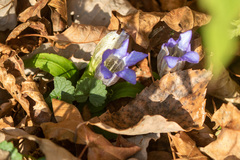 Gentiana scabra buergeri