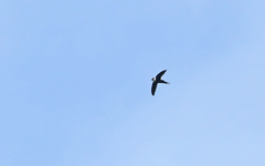 Panyptila cayennensis