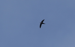 Panyptila cayennensis