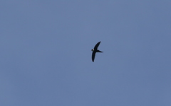 Panyptila cayennensis