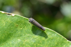 Cicadellidae