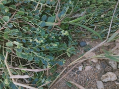 Euphorbia garanbiensis