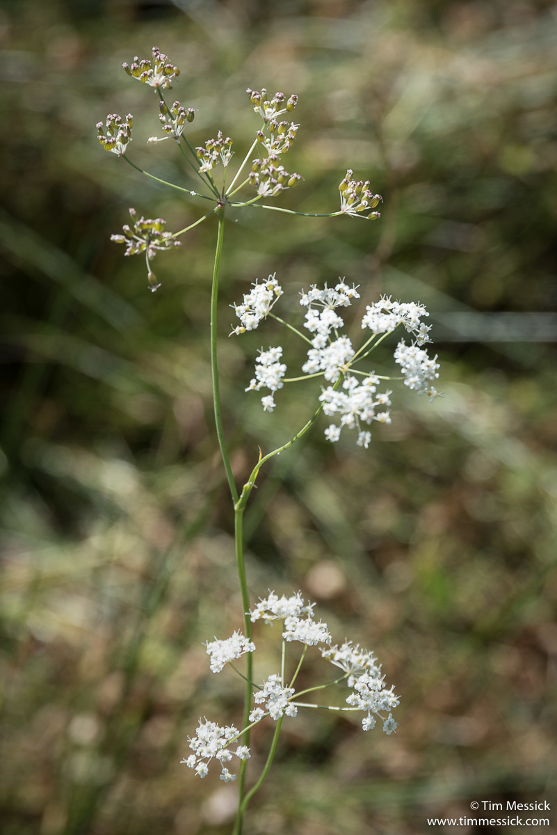 Perideridia lemmonii