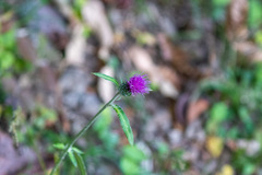 Cirsium oligophyllum