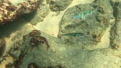 Pseudupeneus prayensis