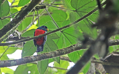Trogon comptus