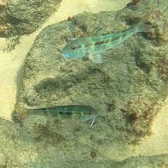 Pseudupeneus prayensis