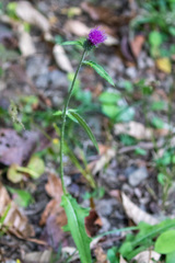 Cirsium oligophyllum