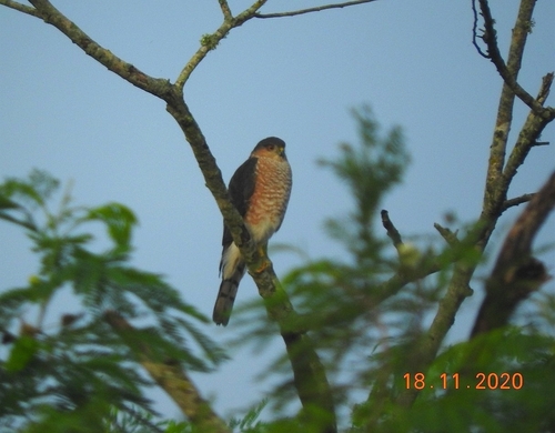 Amerikaanse sperwer (Accipiter striatus)