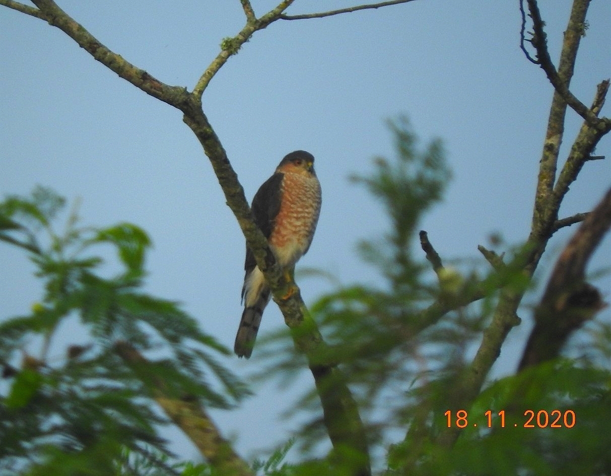 Sharp-shinned Hawk (Accipiter striatus)