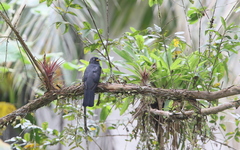Trogon comptus