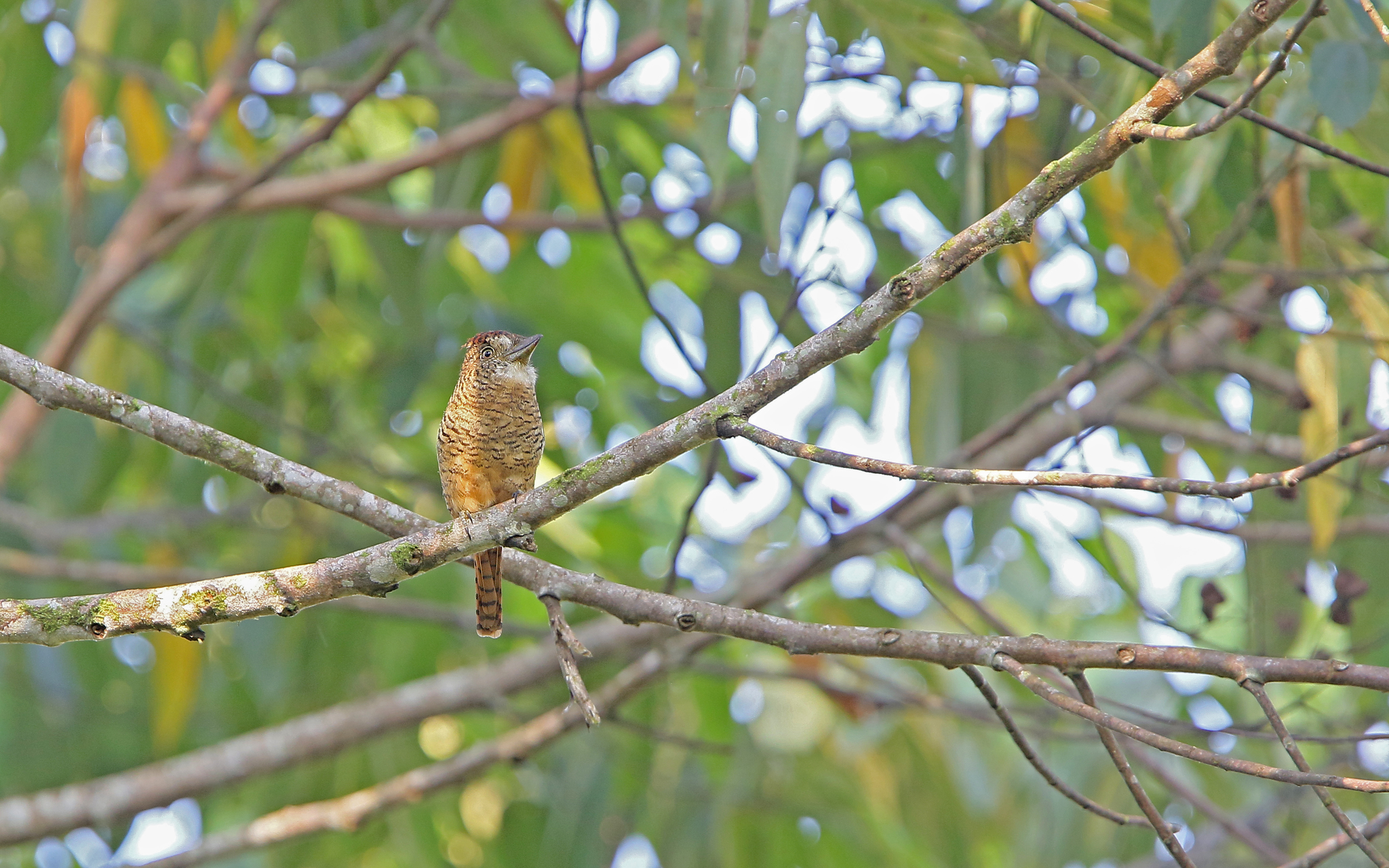 Barred Puffbird (Nystalus radiatus)
