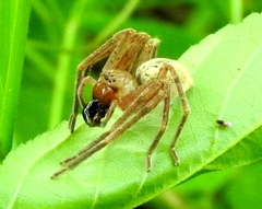 Curicaberis culiacan