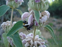 Phlomis bovei