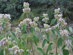 Phlomis bovei