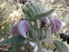 Phlomis bovei