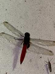 Planiplax phoenicura