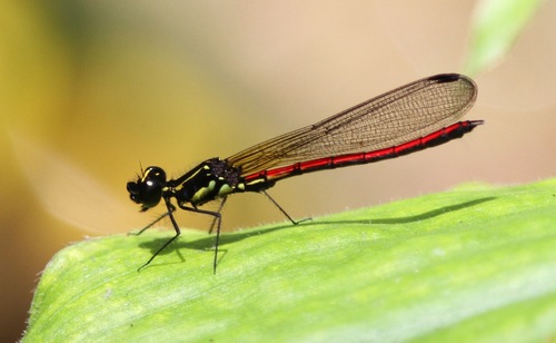 Bow-faced Jewel